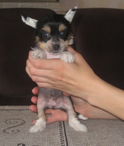 Chinese Crested Puppies Belarus MINSK