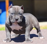 male pitbull puppy  looking for a new home
