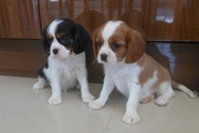 Gorgeous Cavalier King Charles puppies