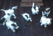 JACKRUSSELL PUPPYS 2 MONTHS OLD READY FOR NEW HOMES