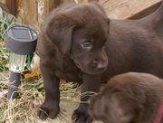Chocolate Labrador Retriever puppies Ready.