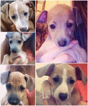 Puppies for sale in Kerry 'Italian (miniature/toy) greyhounds! 