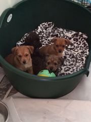 Terrier pups jackrussell x yorkiedoddle 