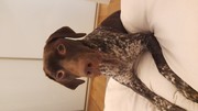 German Pointer free to the right home 