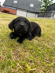Beautiful Labrador Retriever pups black