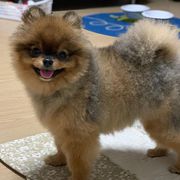 pomeranian puppy for sale,  very beautiful and lovely. males and female