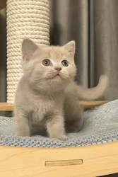 Hi, I'm Lima- British Shorthair Kitten