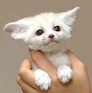 Tamed kinkajou and Fennec Fox babies