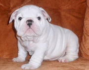 NICE BULLDOG  PUPPIES FOR YOU FREE
