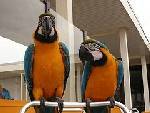 macaw parrots and fertile egg for free adoption 