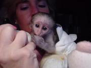 beautiful baby capuchin monkey available