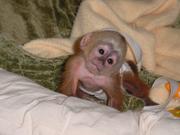 Adorable Monkey For Adoption
