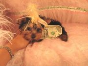 Healthy Good Looking affectionate yorkie puppy for adoption
