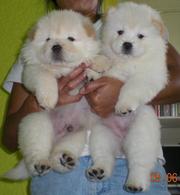 Albino Chow Chow